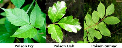 Poison ivy, oak, and sumac leaves